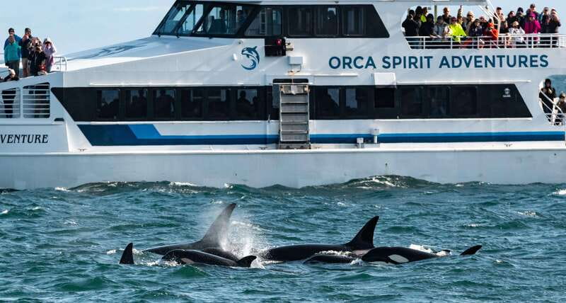 From Victoria: Whale Watching Trip on Covered Boat - Key points to know before you book