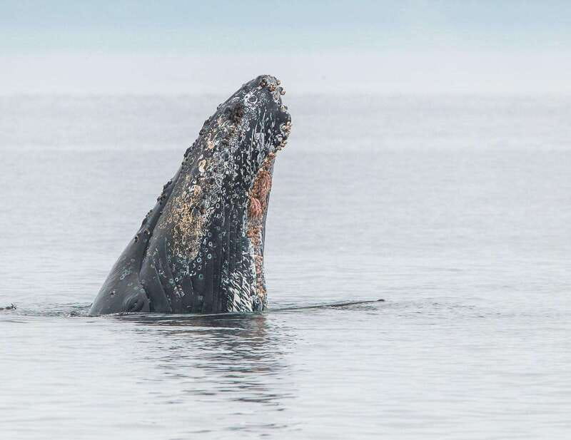From Victoria: Whale Watching Trip on Covered Boat - Who will enjoy this boat trip most?