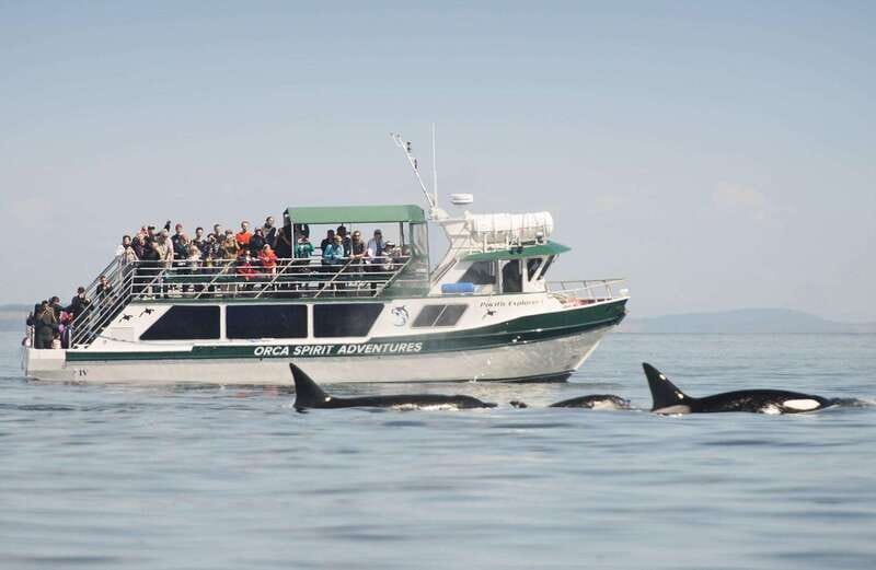 From Victoria: Whale Watching Trip on Covered Boat - The moments that make the trip memorable