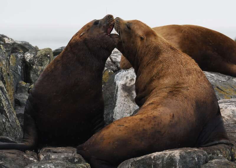 From Victoria: Whale Watching Trip on Covered Boat - Indoor comfort, outdoor views, and the weather