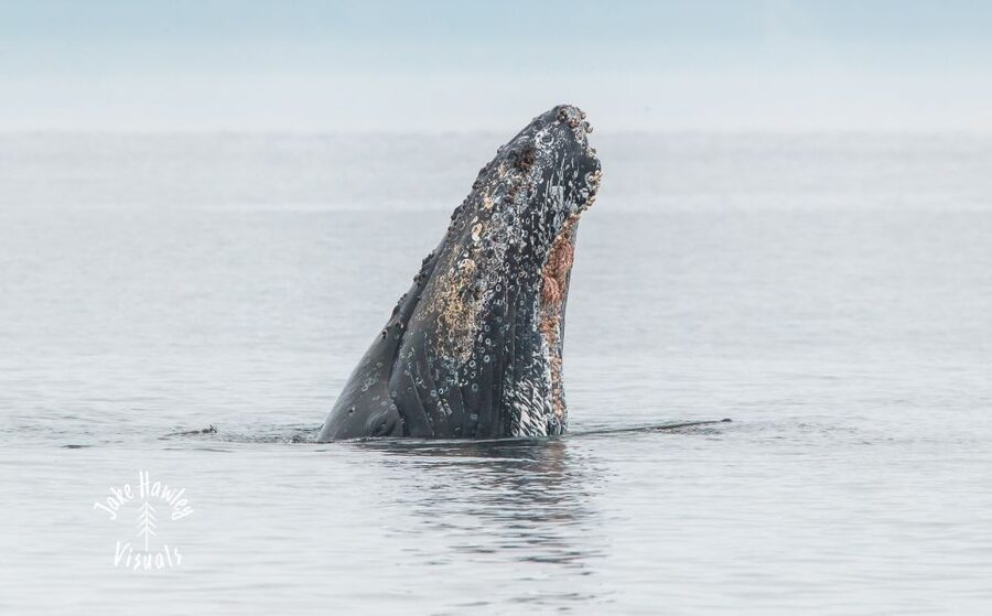 From Victoria: Whale Watching Trip on Covered Boat - The complimentary photos are more useful than a souvenir