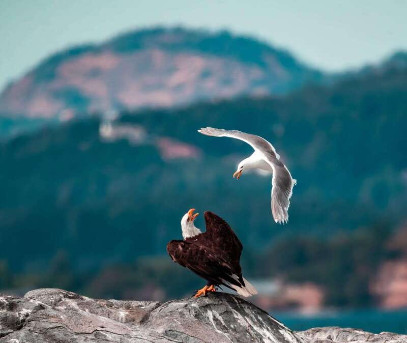 From Victoria: Whale Watching Trip on Covered Boat - Is $132 a fair price?