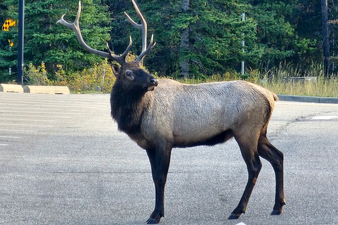 Full Day Private Tour Banff/Yoho Customized Sightseeing - A private day across Banff and Yoho