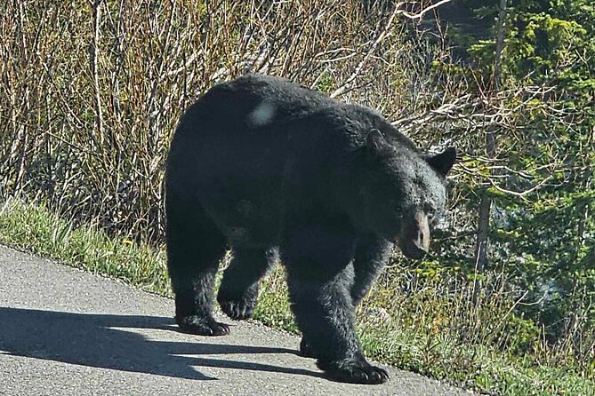 Full Day Private Tour Banff/Yoho Customized Sightseeing - Lake Minnewanka and Two Jack Lake slow the pace near Banff