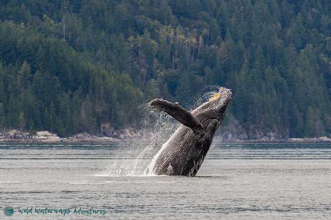 Full Day Whale Watching Campbell River - Key reasons to choose this whale-watching trip