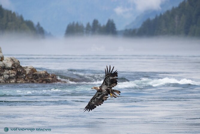 Full Day Whale Watching Campbell River - Starting at Quathiaski Cove at 9:00 am