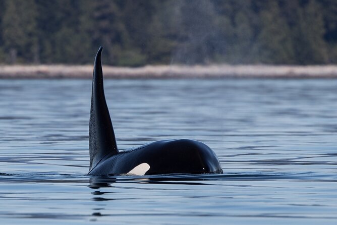 Full Day Whale Watching Campbell River - What the included gear means on the water