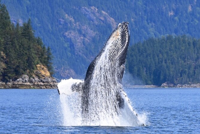 Full Day Whale Watching Campbell River - Guides who make the difference