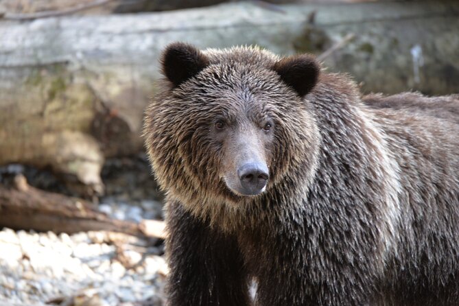 Great Bears of Bute: Grizzly Bear Viewing & Indigenous Cultural Tour - Key points to know before you book