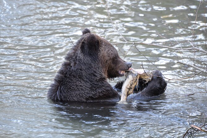 Great Bears of Bute: Grizzly Bear Viewing & Indigenous Cultural Tour - Homalco culture is central, not decorative