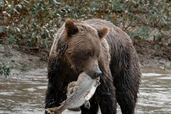Great Bears of Bute: Grizzly Bear Viewing & Indigenous Cultural Tour - What can go wrong, and how to plan around it