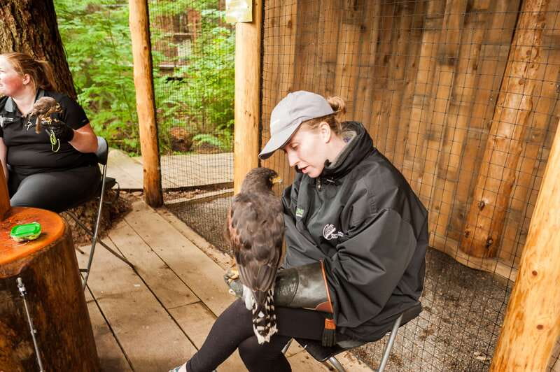 Grouse Mountain, Capilano Bridge & Fish Hatchery Tour - What the guide adds to the day
