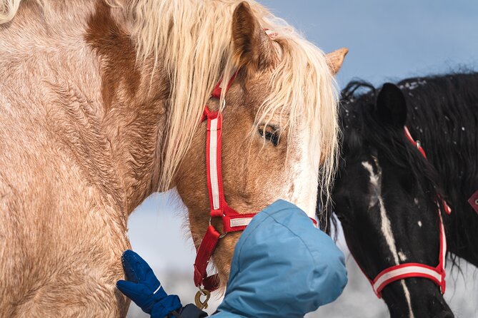 Guided Horse Riding in the Bay of Saint Paul Valley - Calm horses make the difference for beginners
