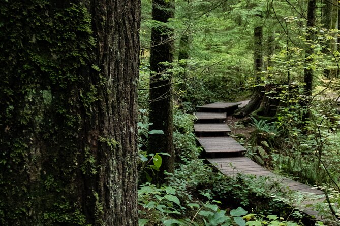 Guided Rainforest & Suspension Bridge Private Hike - Stanley Park: 30 minutes beside the seawall