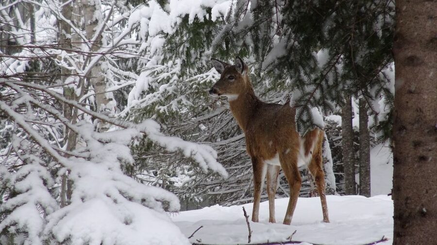 Guided Snowshoe Tour in Mont-Tremblant - Is $64 a fair price?