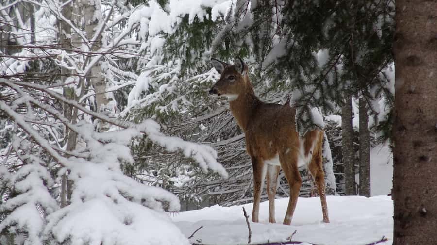 Guided Snowshoe Tour in Mont-Tremblant - Timing, language, and cancellation flexibility
