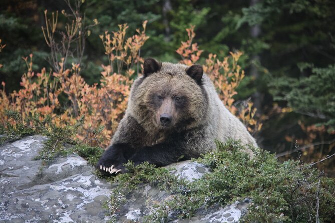 Guided Tour to Banff Highlights & Wildlife With Gondola Admission - Why this four-hour Banff tour works well