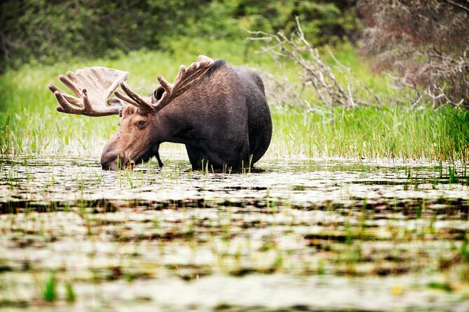 Guided Tours Algonquin Park - Six hours along the Oxtongue River