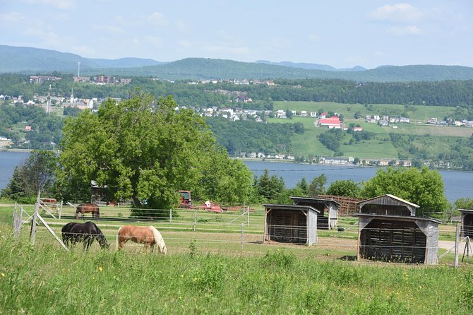 Half-Day Trip to Montmorency Falls and Ste-Anne-de-Beaupré from Quebec city - Île d’Orléans and the chocolate stop