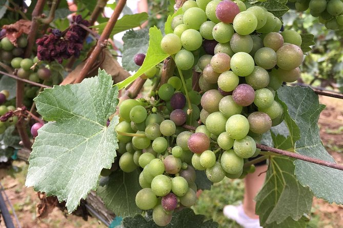 Half-Day Victoria to Cowichan Valley Wine Tour with Tastings - Leaving Victoria for Cowichan Valley wine country