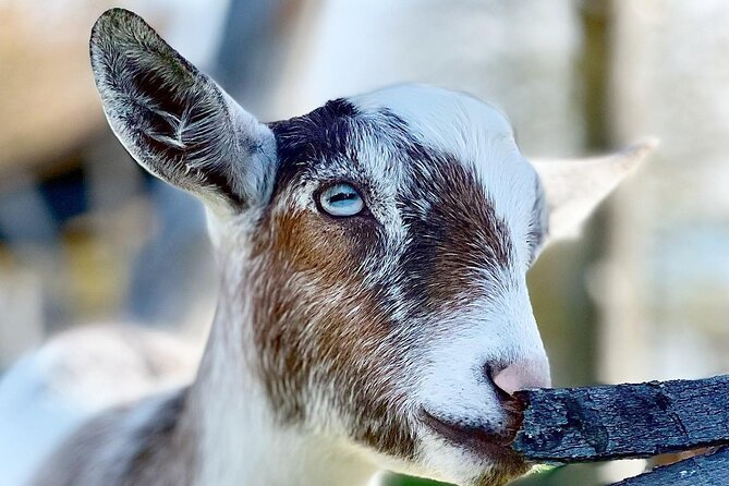 Haute Goat Shmurgle in Ontario - How much time should you allow at Haute Goat?