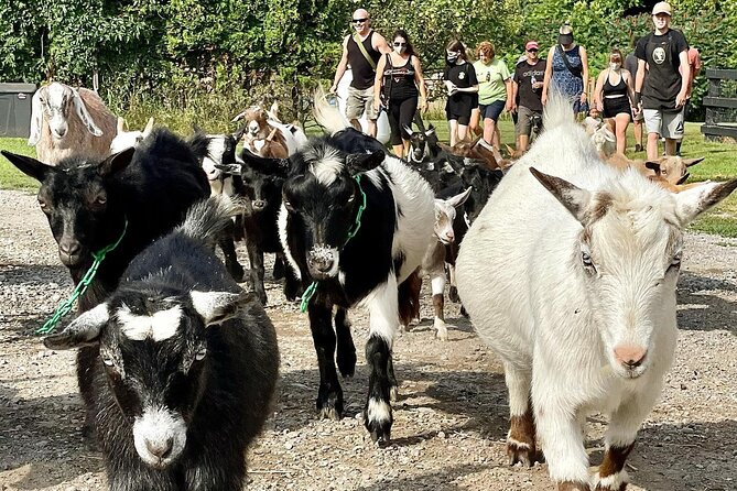 Haute Goat Shmurgle in Ontario - Is $43.74 per person good value?