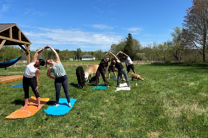 Hike & Lunch with Llamas - Lunch Beside the Llamas