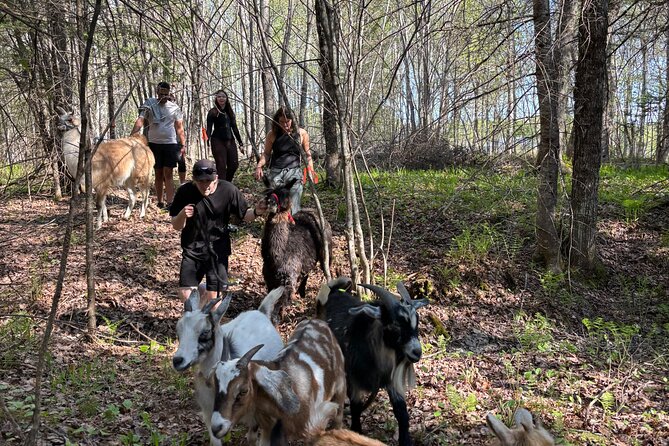 Hike & Lunch with Llamas - What the $56.20 Price Includes