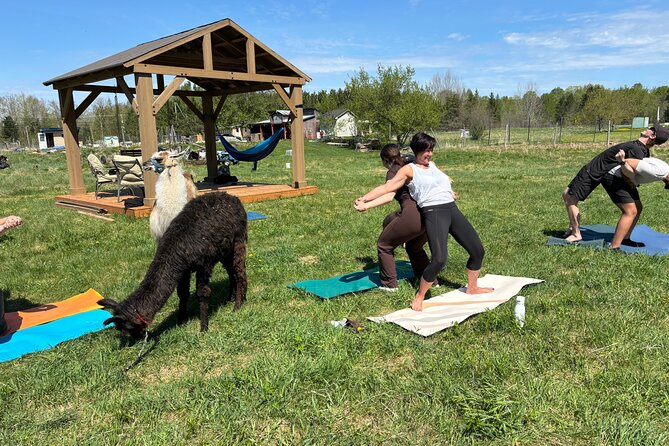 Hike & Lunch with Llamas - Who Will Enjoy This Farm Visit