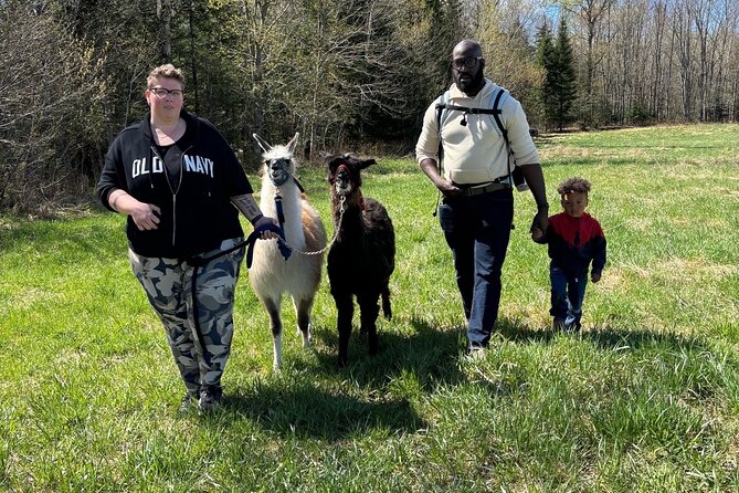 Hike & Lunch with Llamas - The Best Reasons to Book