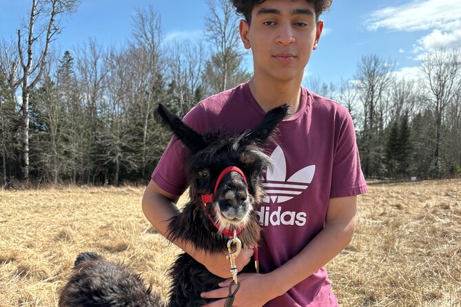 Hike & Lunch with Llamas - Walking With Llamas and Goats
