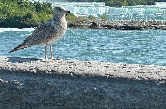 Hornblower Boat and Walking Tour of Niagara Falls - Is $89.05 a fair price?