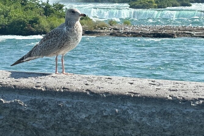 Hornblower Boat and Walking Tour of Niagara Falls - The end point needs careful planning