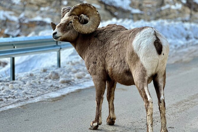 Icefields Parkway Experience - The extra sights make the route feel worthwhile