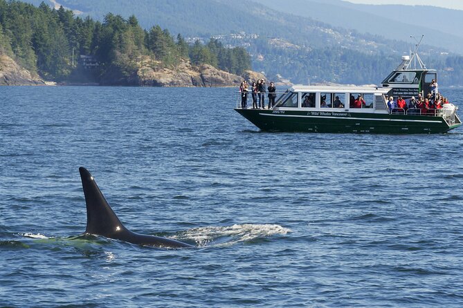 Intimate West Coast Whale Watching - Partly-Sheltered - Three to five hours in search of whales