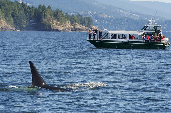 Intimate West Coast Whale Watching - Partly-Sheltered - Is $169.34 a fair price?