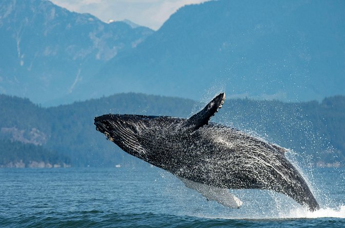 Intimate West Coast Whale Watching - Partly-Sheltered - Booking and cancellation details that matter
