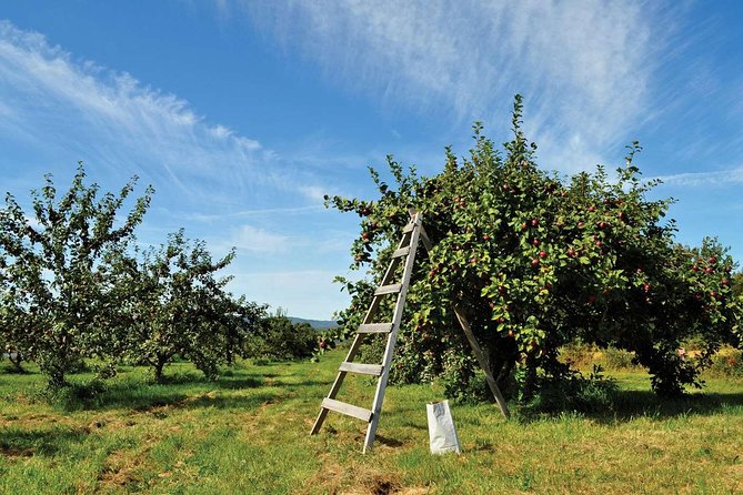 Island of Orleans Taste and Drink Tour - Cidrerie Verger Bilodeau: the island’s ice cider