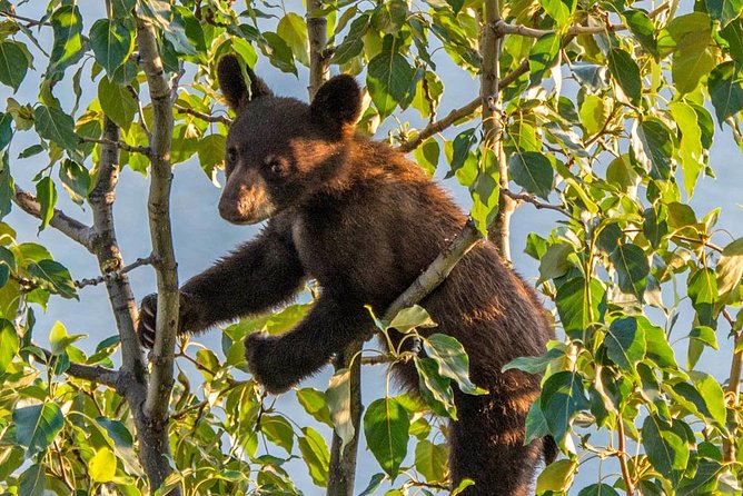 Jasper Evening Wildlife Tour - Key points before you book