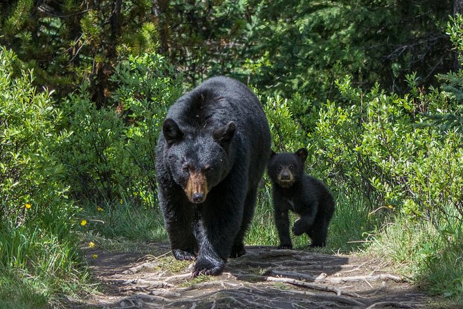 Jasper Evening Wildlife Tour - What you might see, from elk to grizzly bears