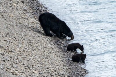 Jasper Evening Wildlife Tour