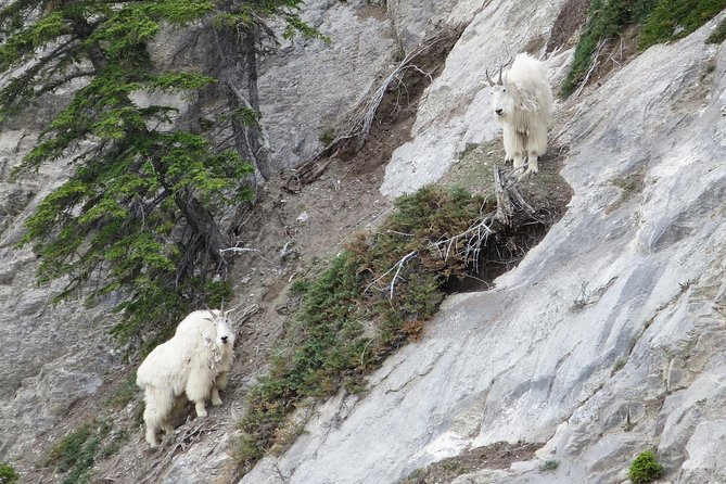 Jasper Evening Wildlife Tour - Guides who make quiet stretches worthwhile