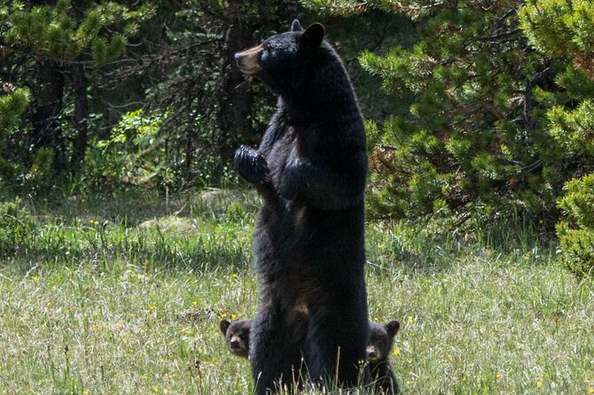 Jasper Evening Wildlife Tour - Photo stops, patience, and the limits of wildlife watching