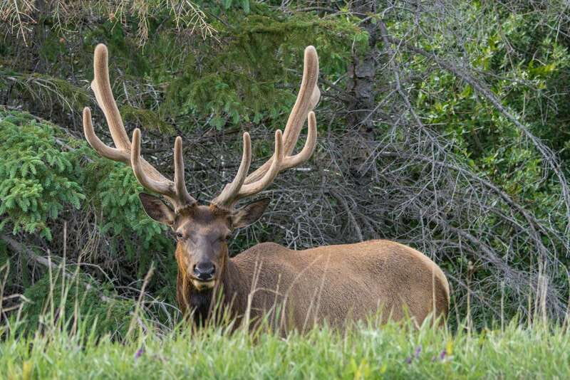 Jasper National Park: Evening or Morning Wildlife Watch Tour - Key points to know before you book