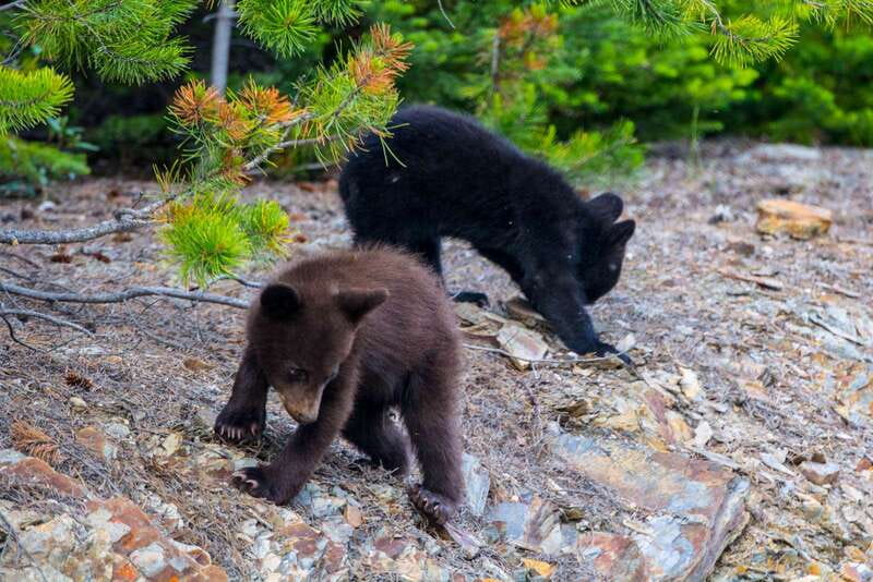 Jasper National Park: Evening or Morning Wildlife Watch Tour - Who should book this Jasper wildlife tour?