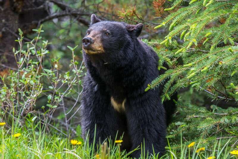 Jasper National Park: Evening or Morning Wildlife Watch Tour - Starting in Jasper, with the Rockies already on display