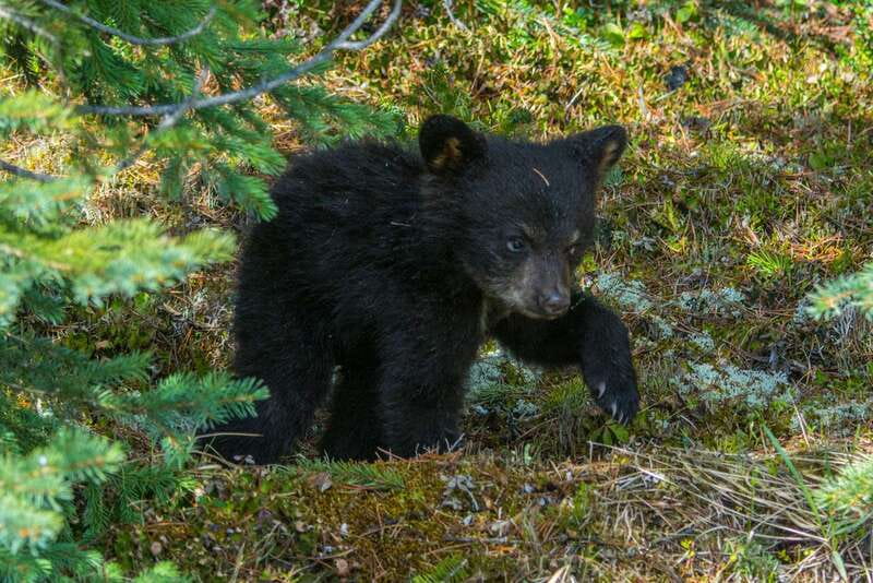 Jasper National Park: Evening or Morning Wildlife Watch Tour - What you might see in Jasper National Park