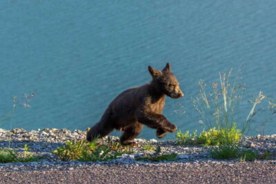 Jasper National Park: Evening or Morning Wildlife Watch Tour