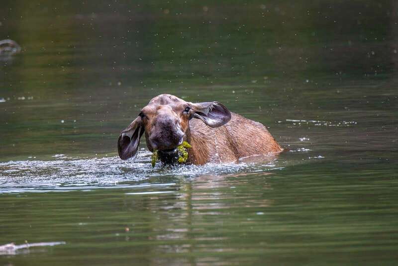 Jasper National Park: Evening or Morning Wildlife Watch Tour - Morning or evening: which departure should you choose?