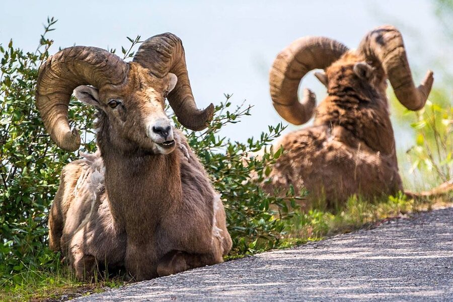 Jasper National Park: Evening or Morning Wildlife Watch Tour - What the guides add beyond animal spotting